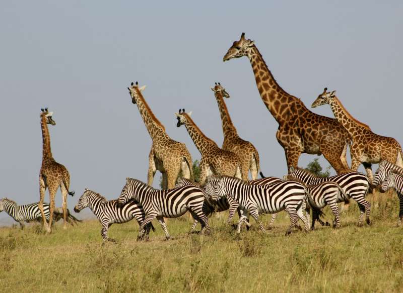 Safari Kenija i Zanzibar - 